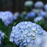 hortensia 'Nikko Blue'