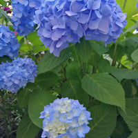 hortensia 'Nikko Blue'
