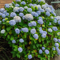 hortensia 'Nikko Blue'