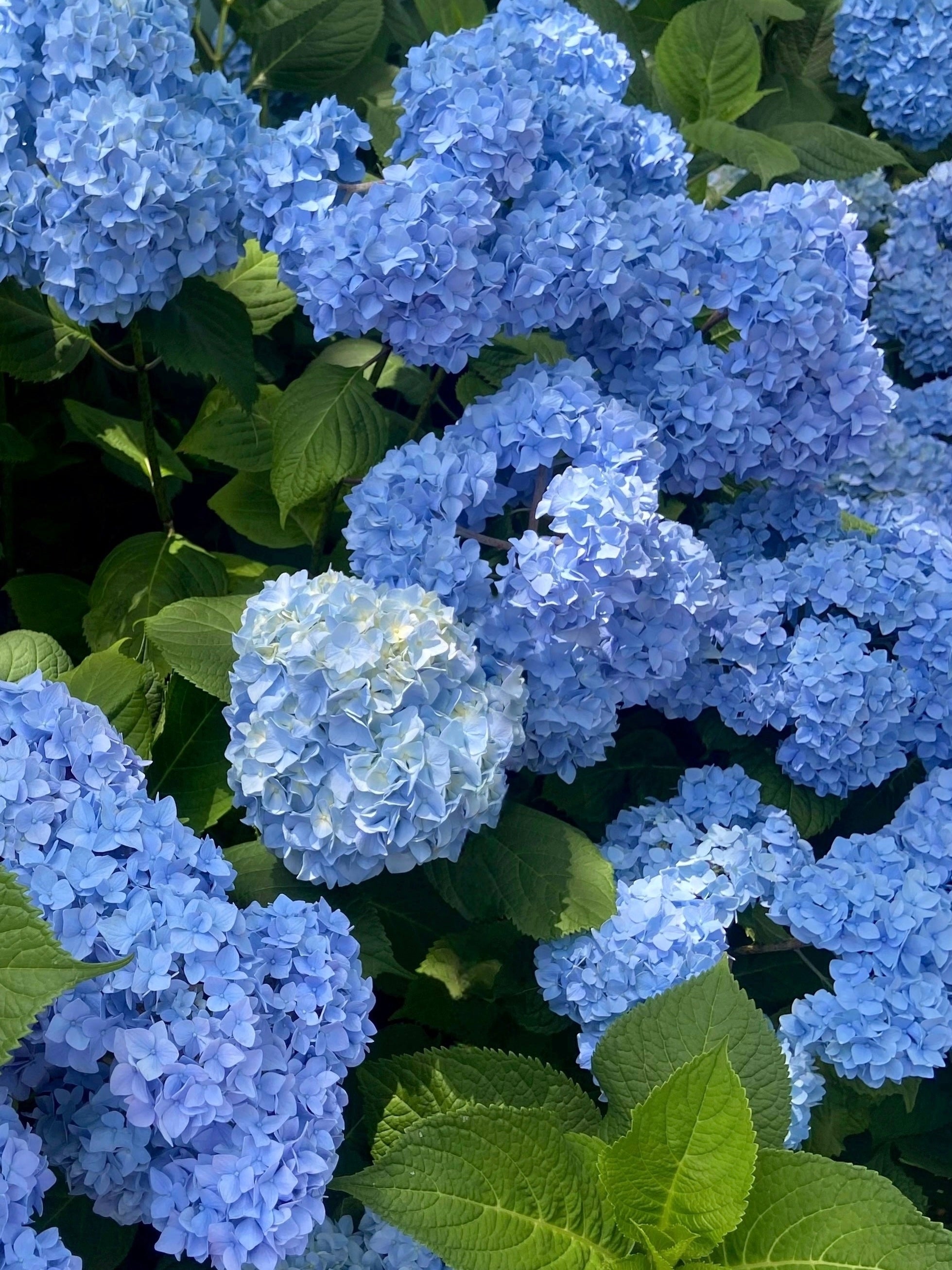 hortensia 'Nikko Blue'
