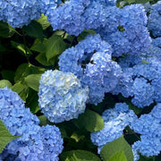 hortensia 'Nikko Blue'