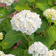 hortensia THE BRIDE ('Blushing Bride'PBR)
