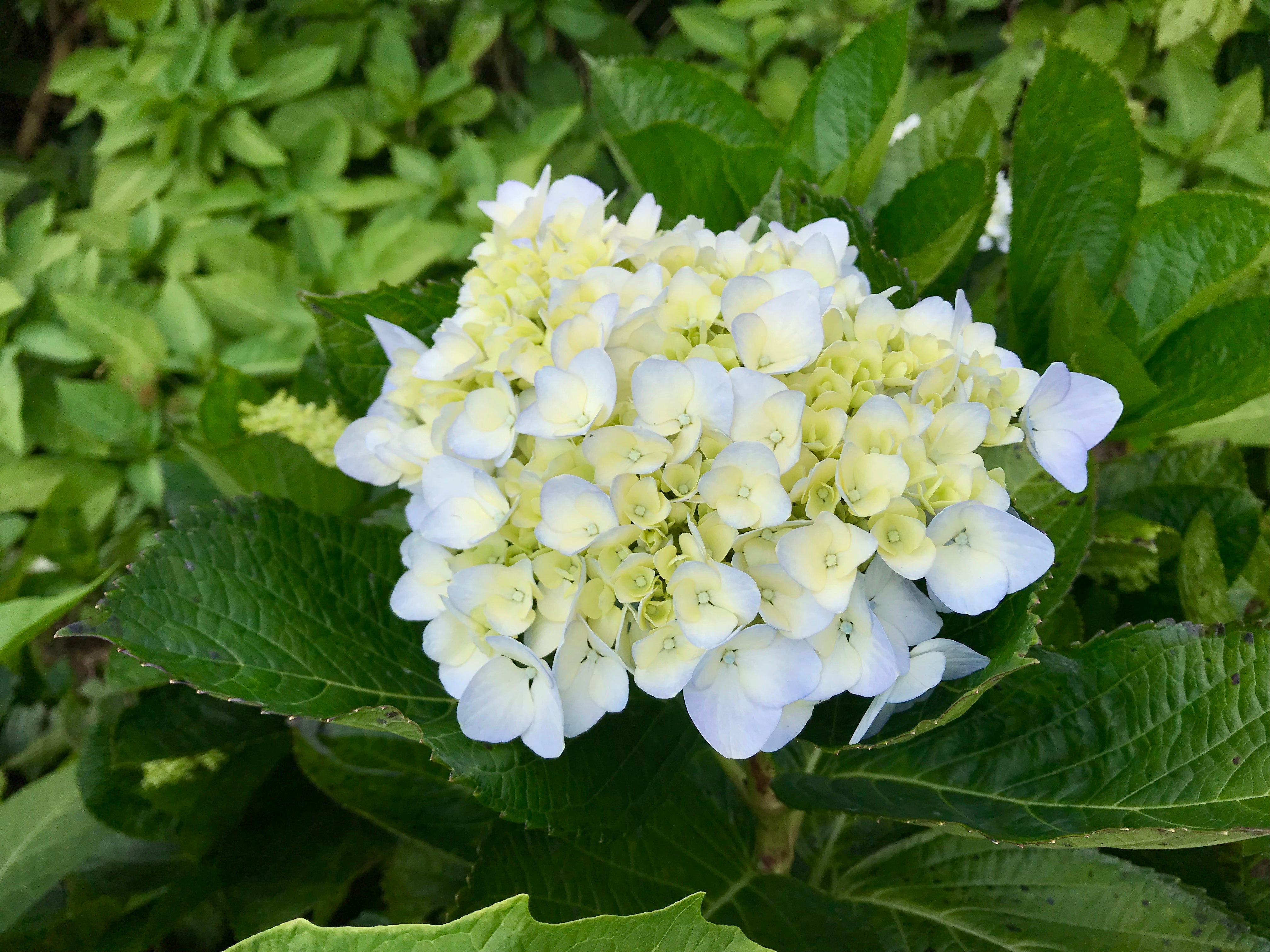 hortensia THE BRIDE ('Blushing Bride'PBR)