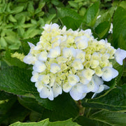 hortensia THE BRIDE ('Blushing Bride'PBR)