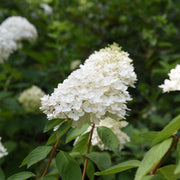 syrenhortensia
