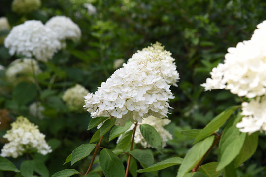syrenhortensia