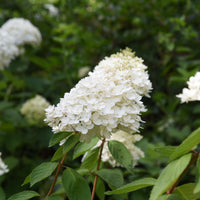 syrenhortensia
