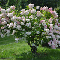 syrenhortensia