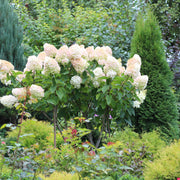syrenhortensia