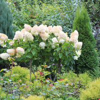 syrenhortensia