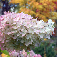 syrenhortensia