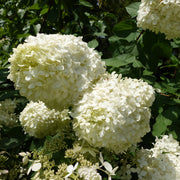 syrenhortensia