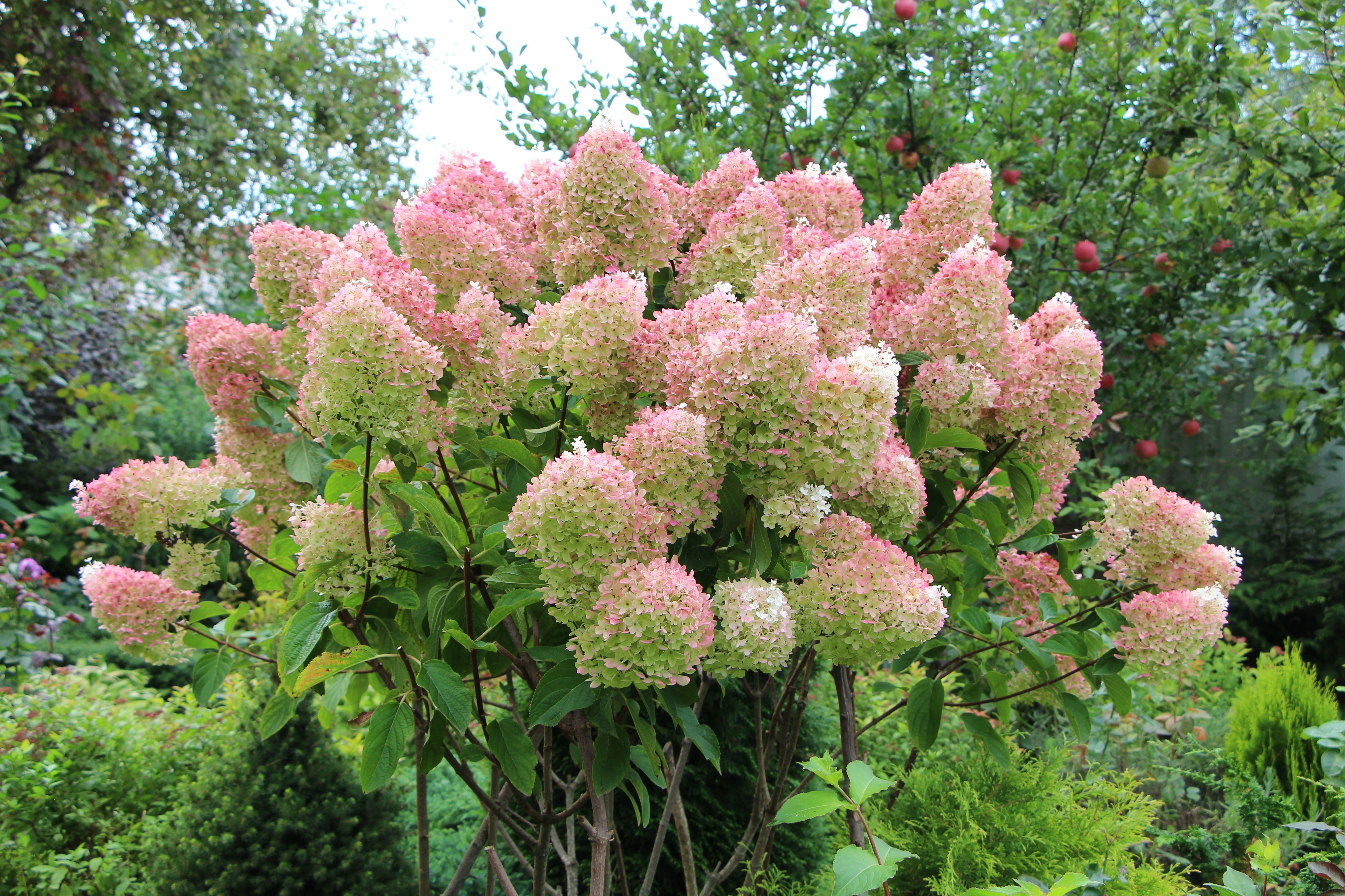 syrenhortensia