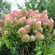 syrenhortensia