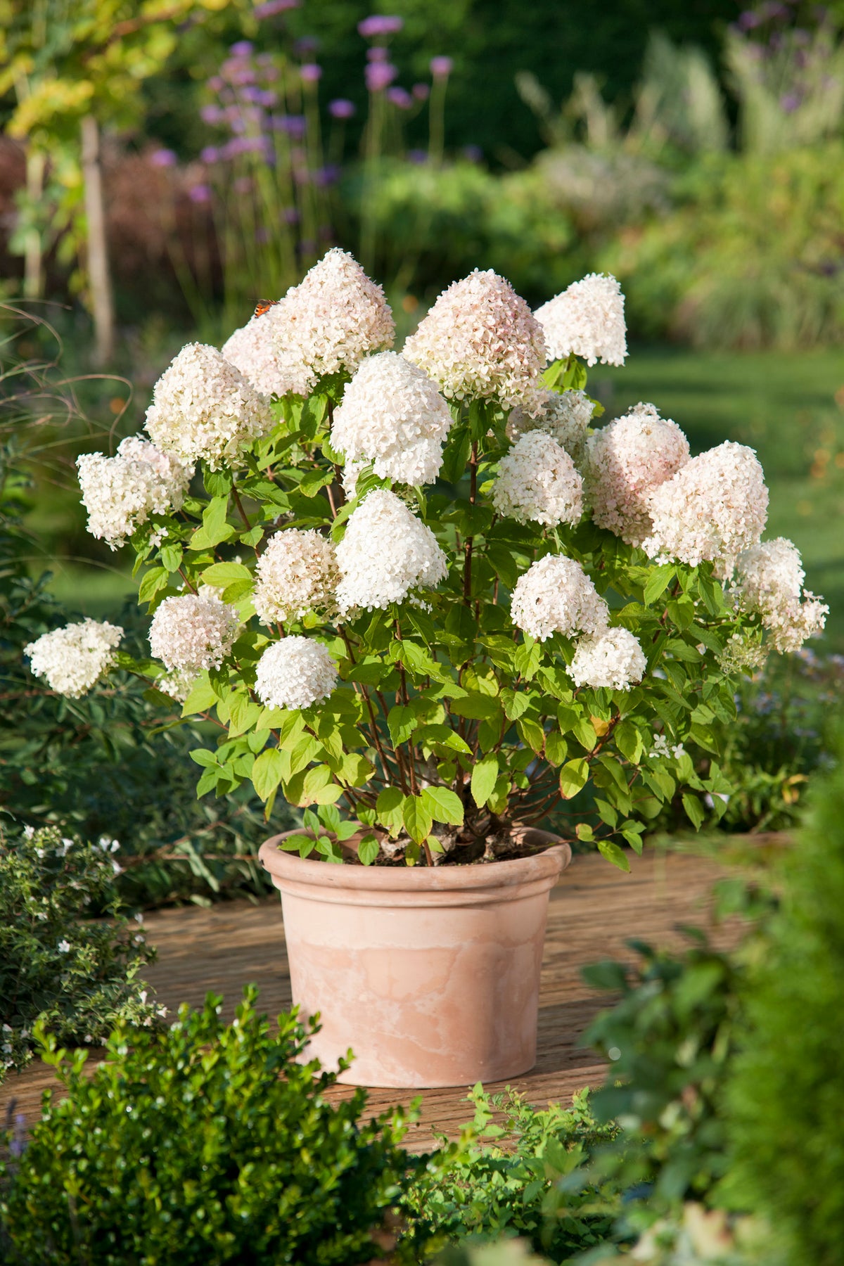 vipphortensia 'Limelight'
