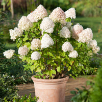 vipphortensia 'Limelight'