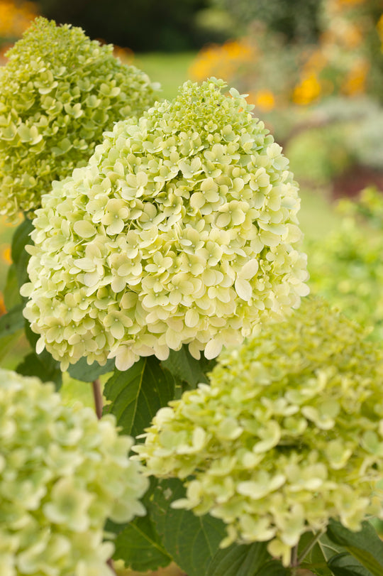 vipphortensia 'Limelight'