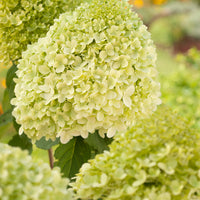 vipphortensia 'Limelight'