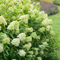 vipphortensia 'Limelight'