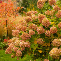 vipphortensia 'Limelight'