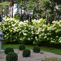 vipphortensia 'Limelight'