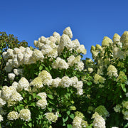 vipphortensia 'Limelight'
