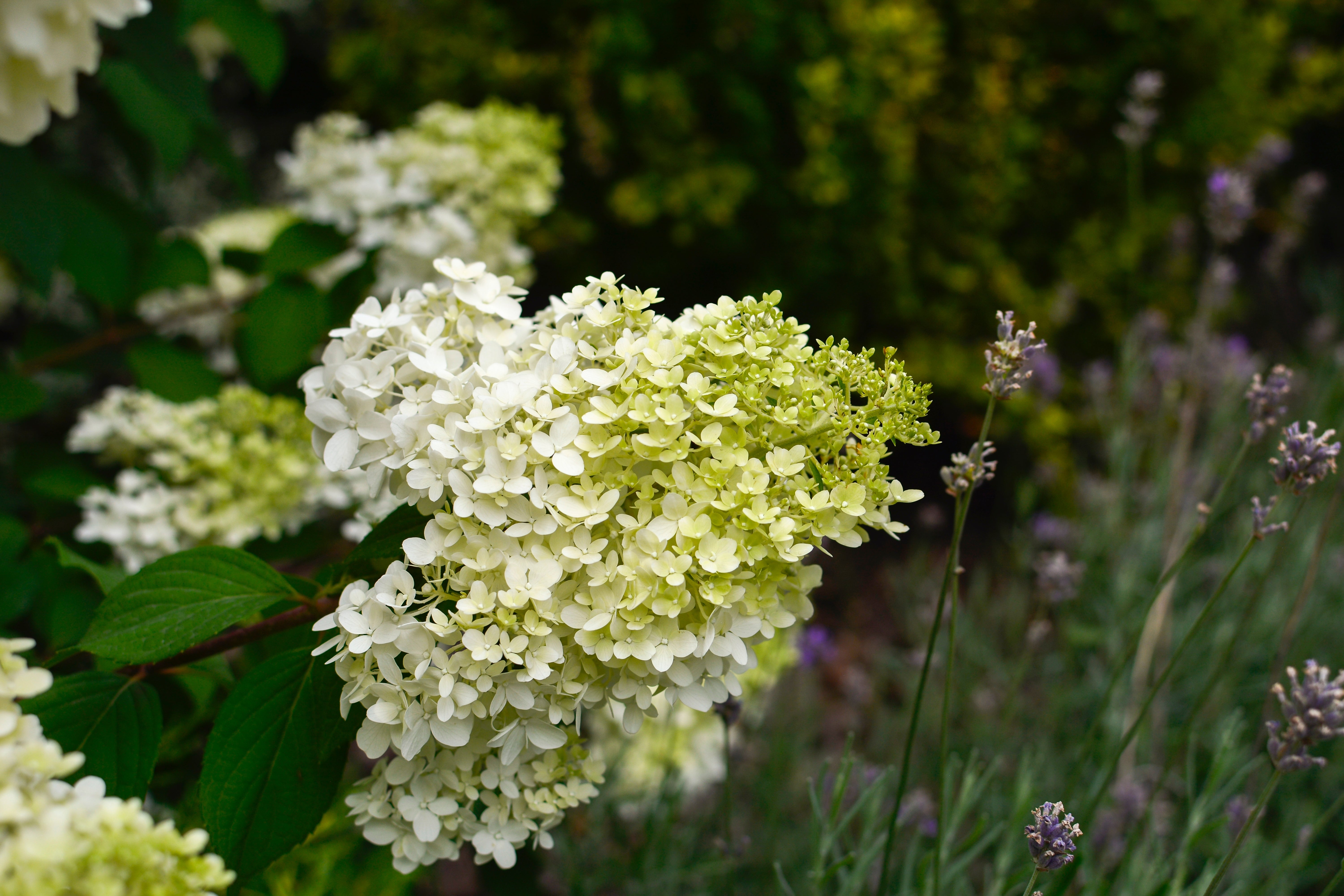 vipphortensia 'Limelight'