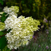 vipphortensia 'Limelight'