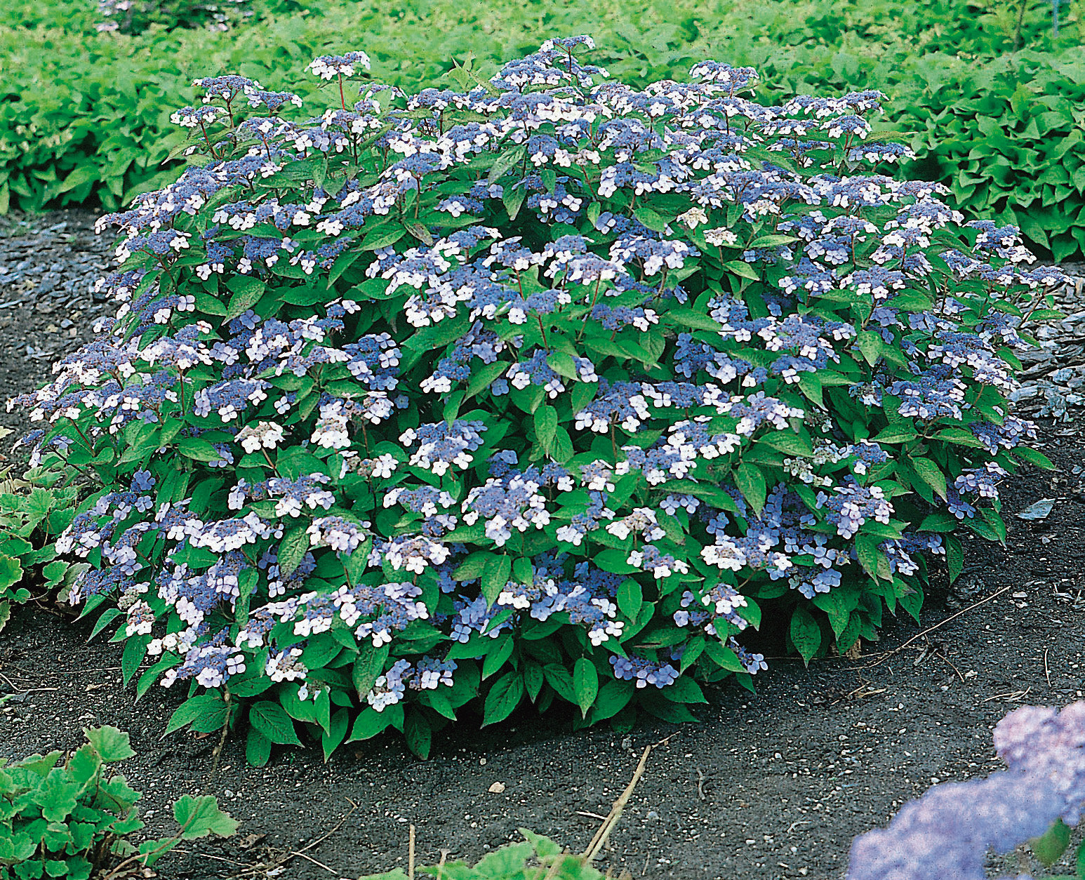 purpurhortensia 'Bluebird'