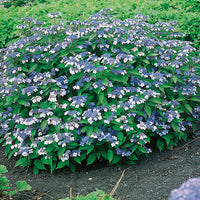 purpurhortensia 'Bluebird'