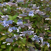 purpurhortensia 'Bluebird'