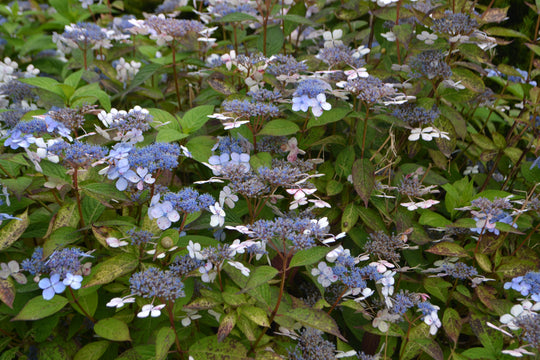purpurhortensia 'Bluebird'