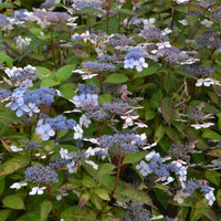 purpurhortensia 'Bluebird'