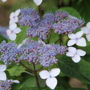 purpurhortensia 'Bluebird'