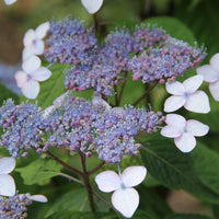 purpurhortensia 'Bluebird'