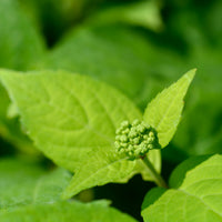 purpurhortensia 'Bluebird'