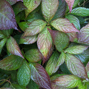 purpurhortensia 'Bluebird'