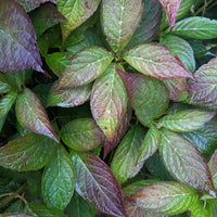 purpurhortensia 'Bluebird'