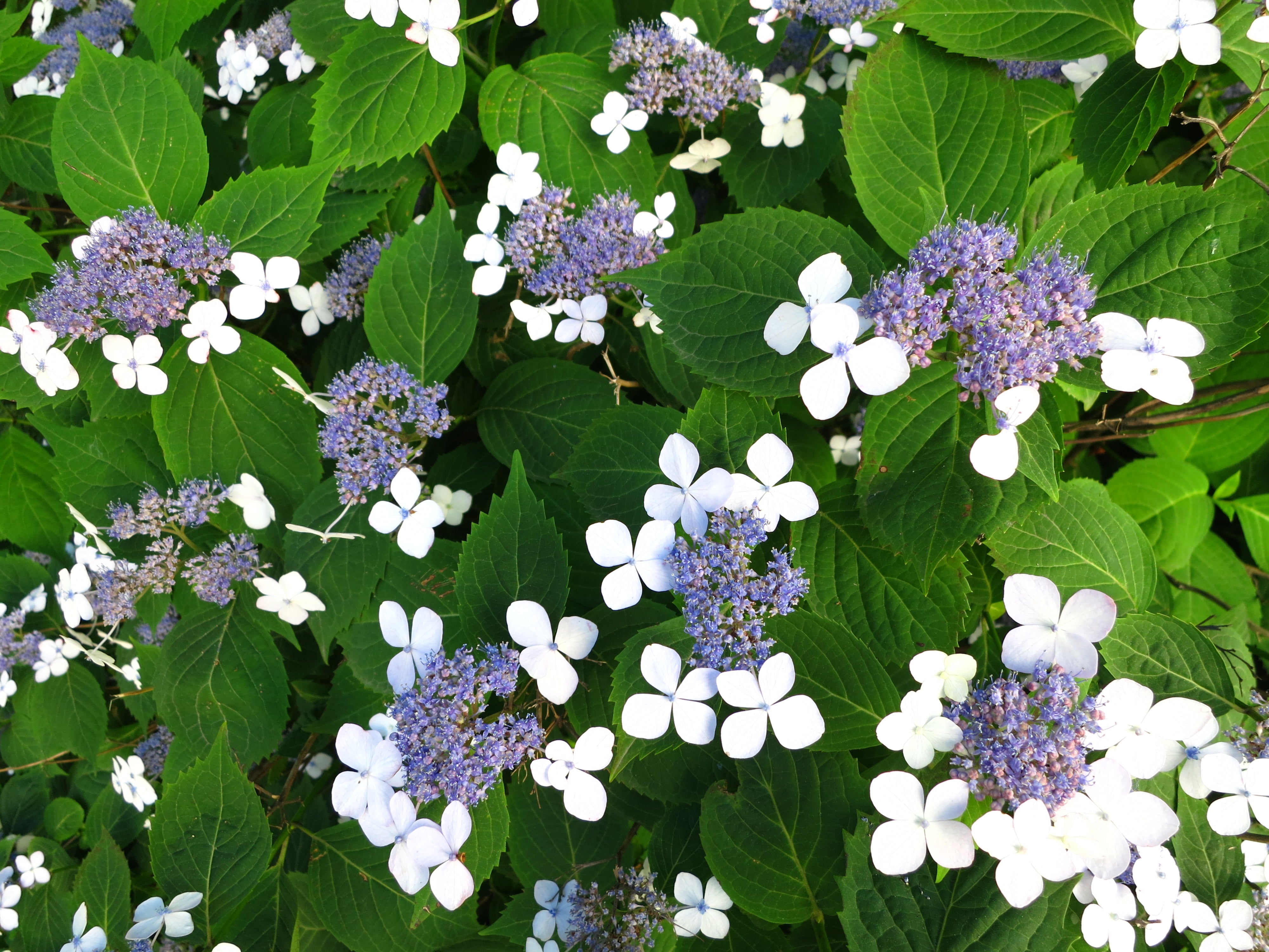 purpurhortensia 'Bluebird'