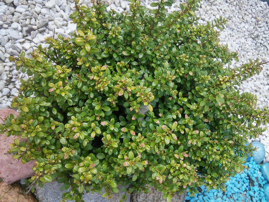 japansk järnek 'Convexa'