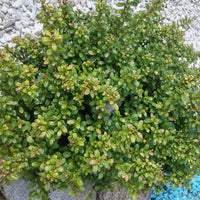japansk järnek 'Convexa'