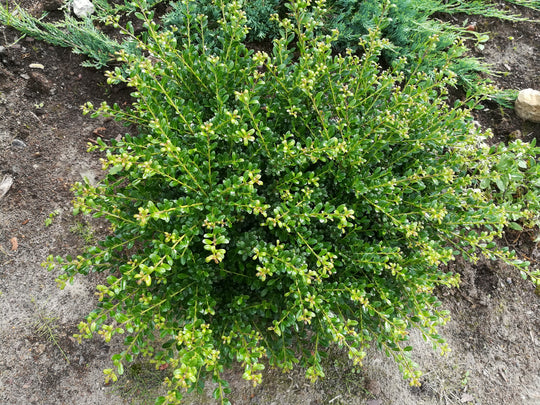 japansk järnek 'Convexa'