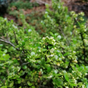 japansk järnek 'Convexa'