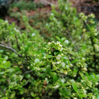 japansk järnek 'Convexa'