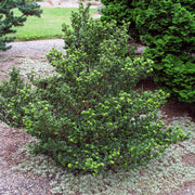 japansk järnek DARK GREEN ('Icoprins11'PBR)