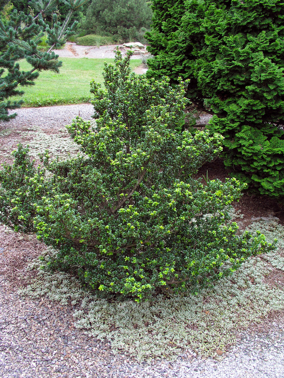 japansk järnek DARK GREEN ('Icoprins11'PBR)