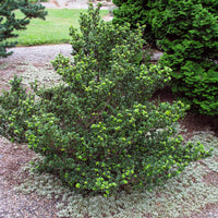 japansk järnek DARK GREEN ('Icoprins11'PBR)