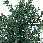 japansk järnek DARK GREEN ('Icoprins11'PBR)