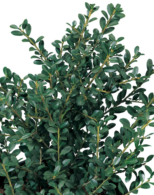 japansk järnek DARK GREEN ('Icoprins11'PBR)