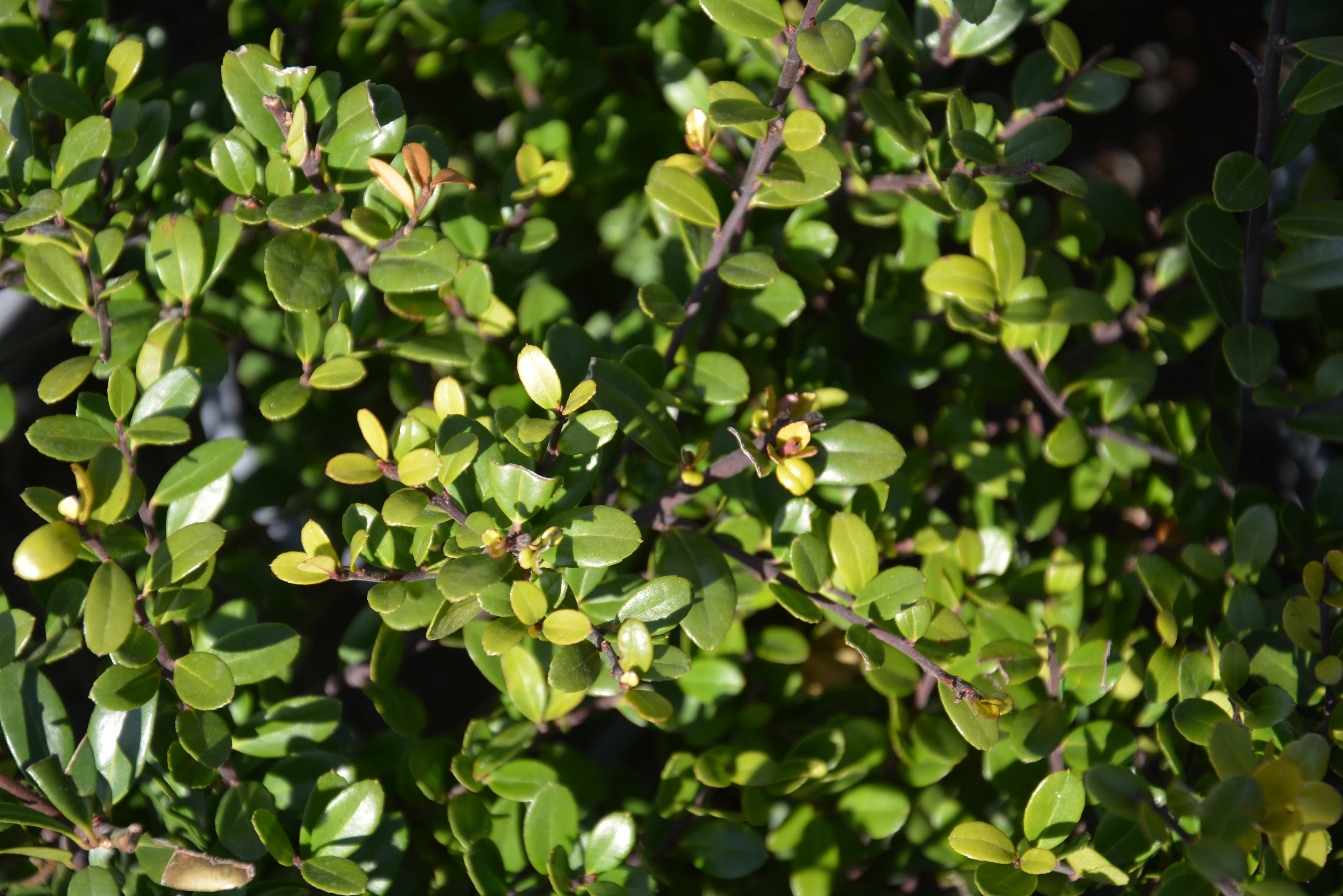 japansk järnek DARK GREEN ('Icoprins11'PBR)